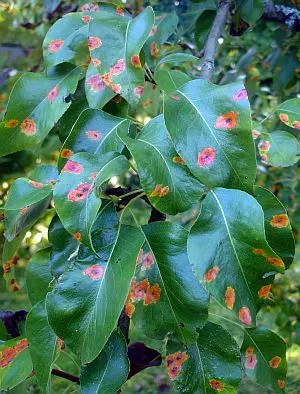 birnenrost