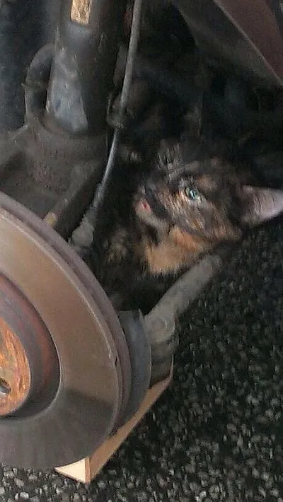 katze kassel1