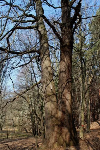 dicke eiche1