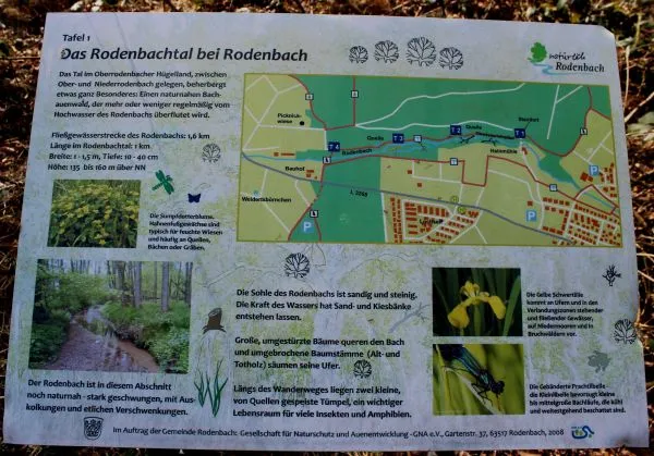 dicke eiche4