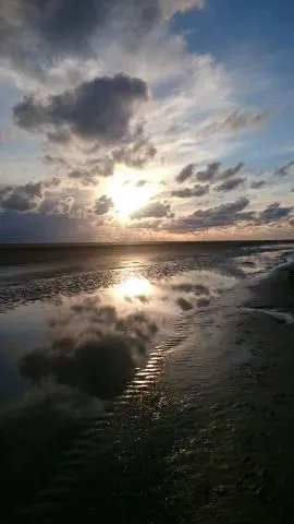 nordseekrabbe1.jpg