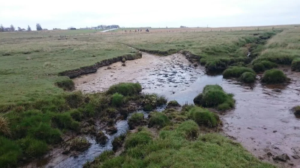 nordseekrabbe3.jpg