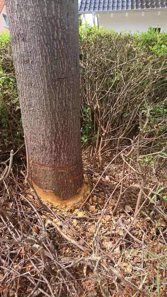 baeumeniederissig.jpg