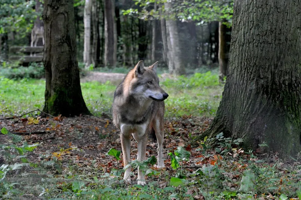 wolfvogelfilm.jpg