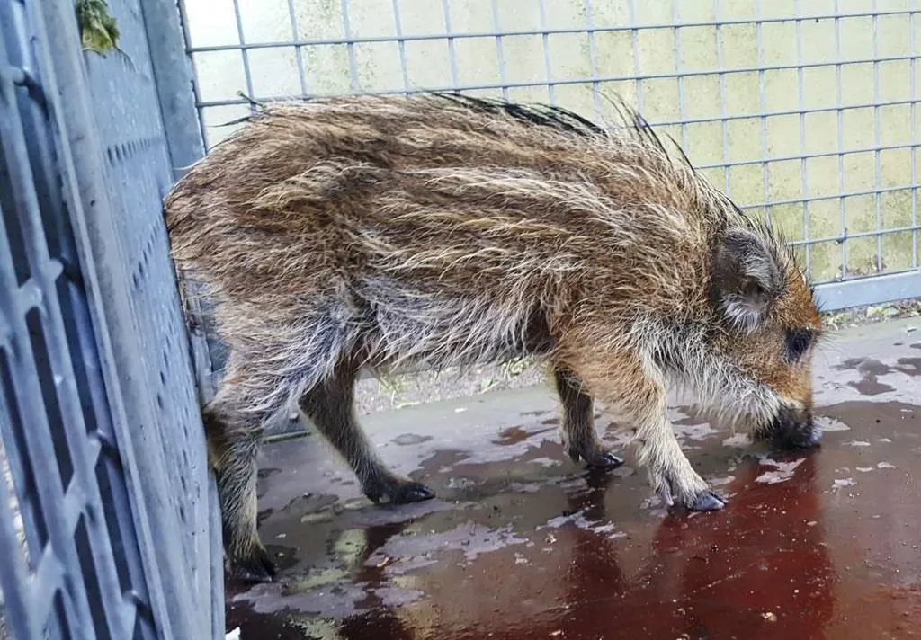 schweinmuehlheim.jpg