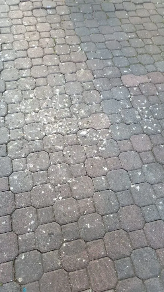 taubenkothanau2.jpg