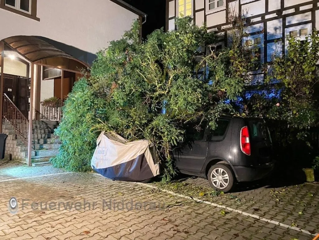 windbaumniddffw.jpg