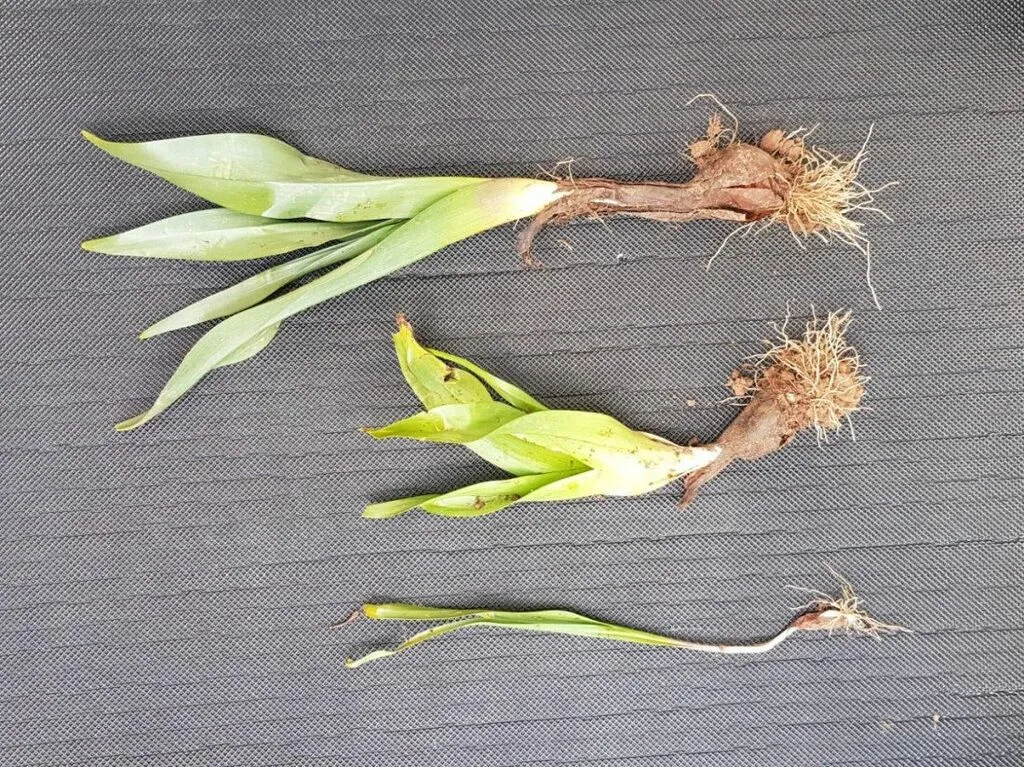 herbstzeitlosegna.jpg