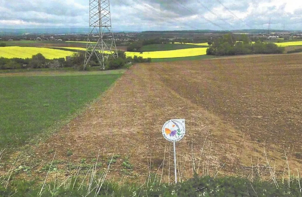niederdorfblueht.jpg