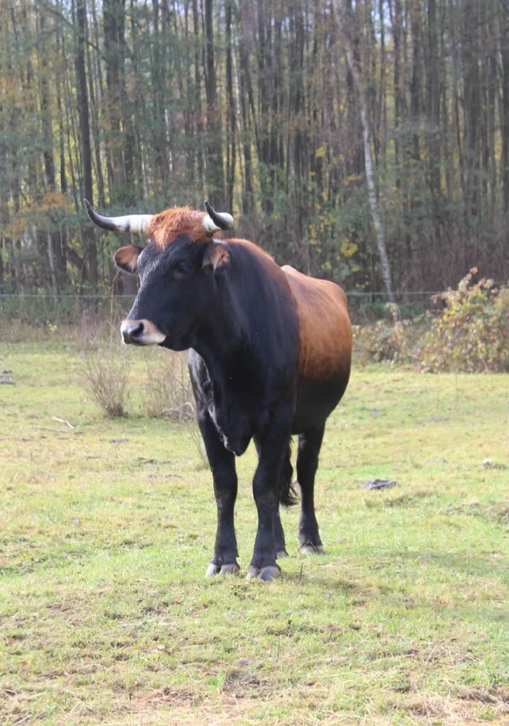 weideprojeschich_az1.jpg