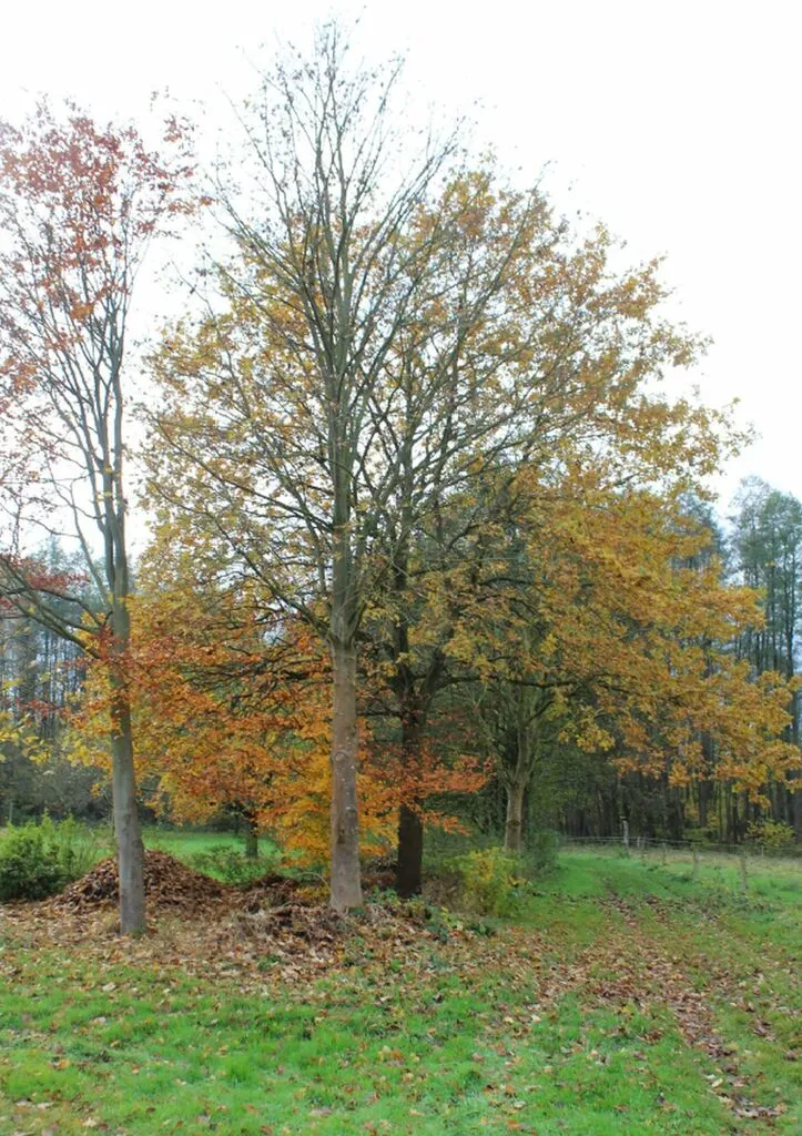 weideprojeschich_az4.jpg