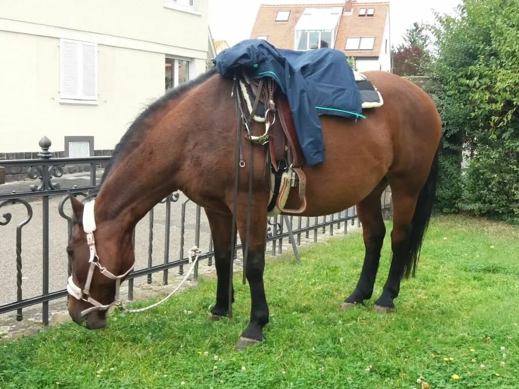 fraziskuserstefest_az4.jpg