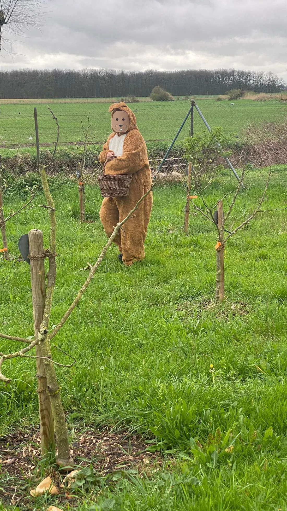 eichenostereiervo az