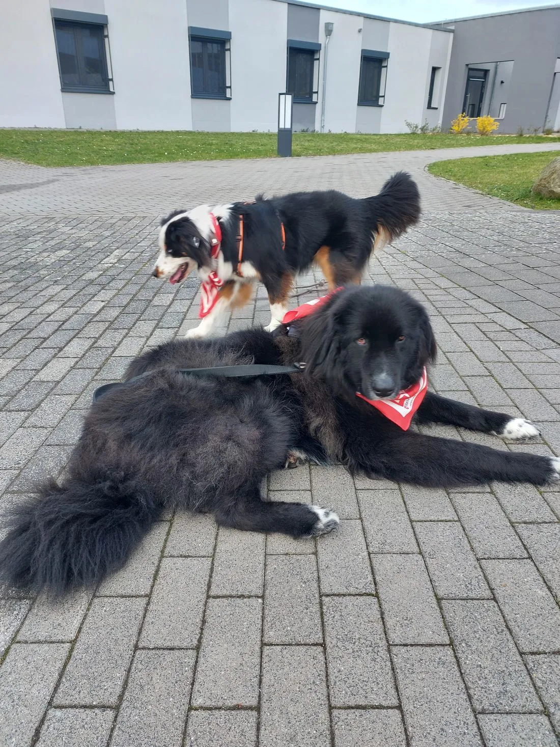 therapaltenzroi az1