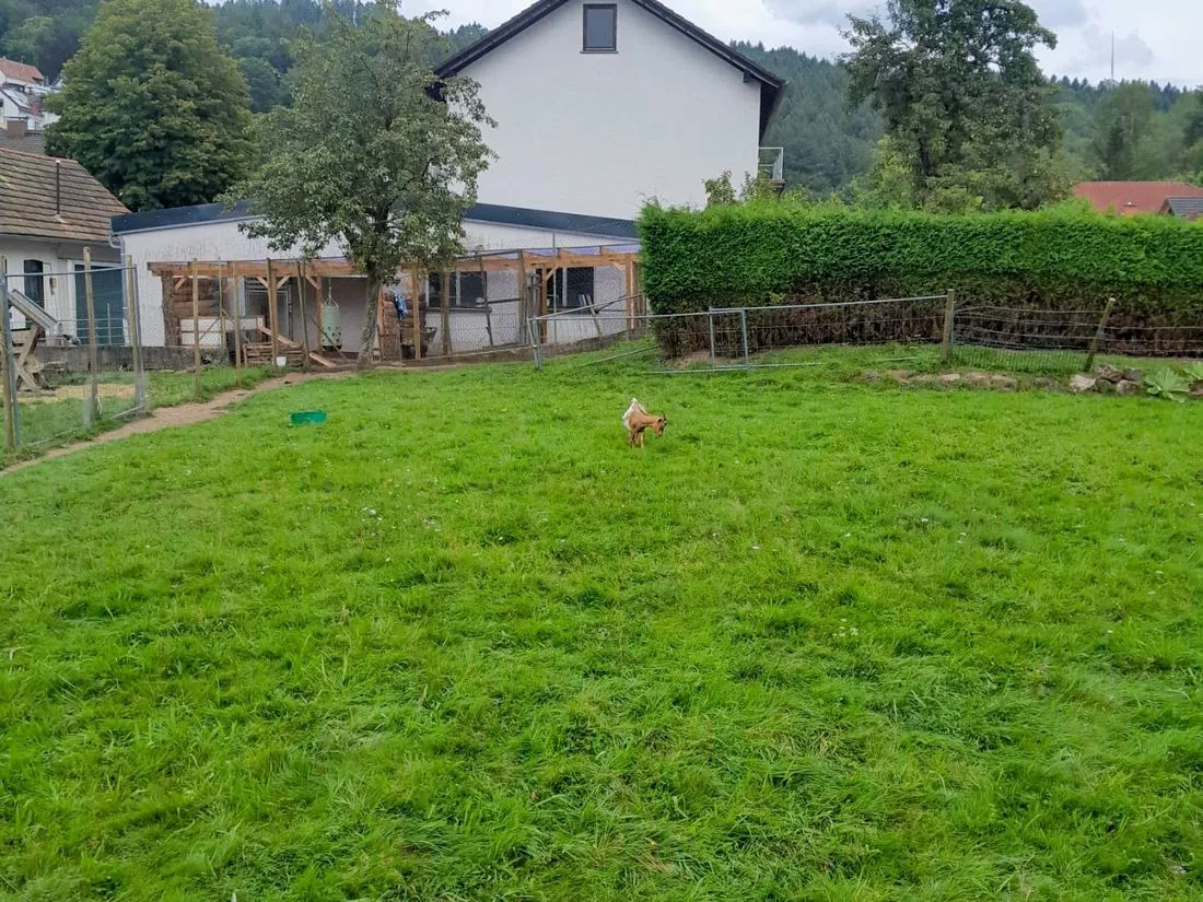 ziegerffwgruen az1