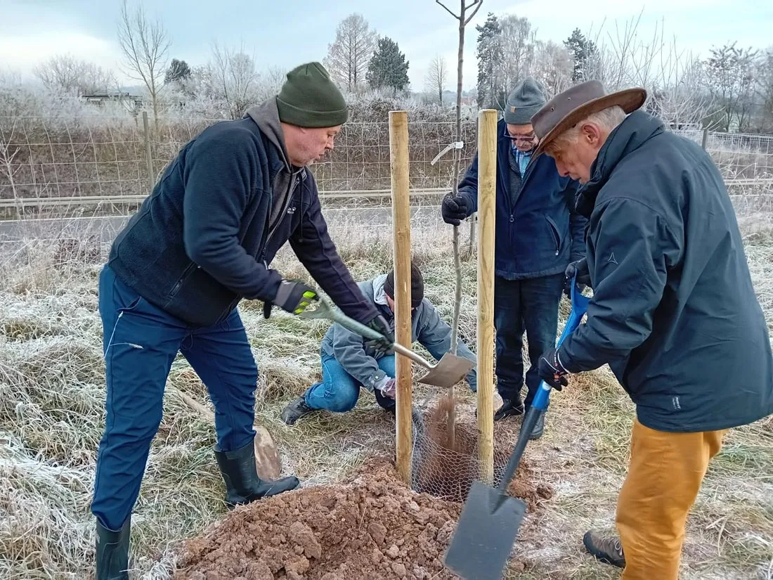 Winterliche Baumpflanzung im Sortengarten