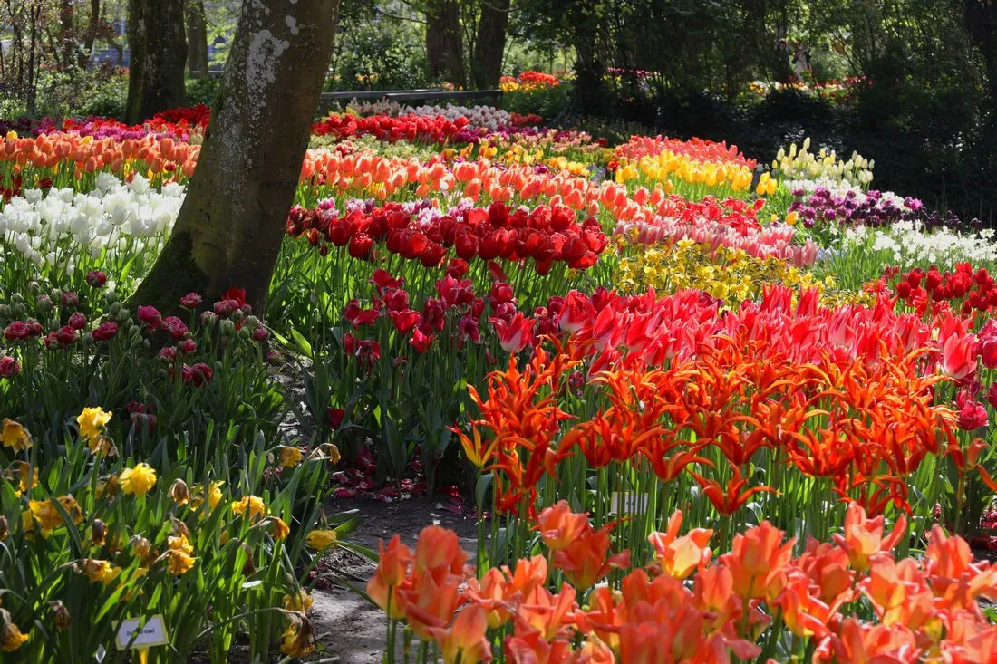 Vortrag: Zur Tulpenblüte nach Holland