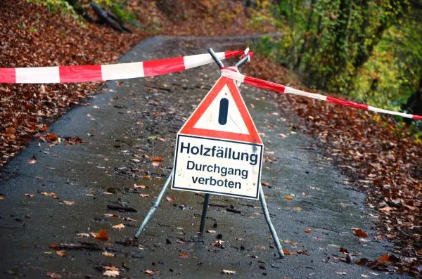 Sicherheitsfällungen von klimageschädigten Bäumen