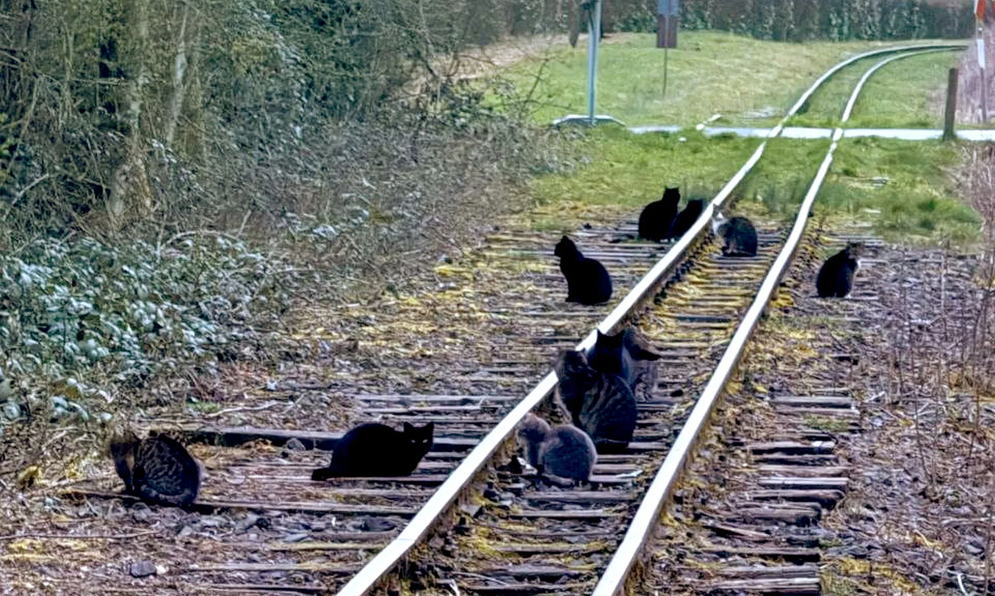 Bad Orb: Katzenkolonie an Bahngleisen außer Kontrolle
