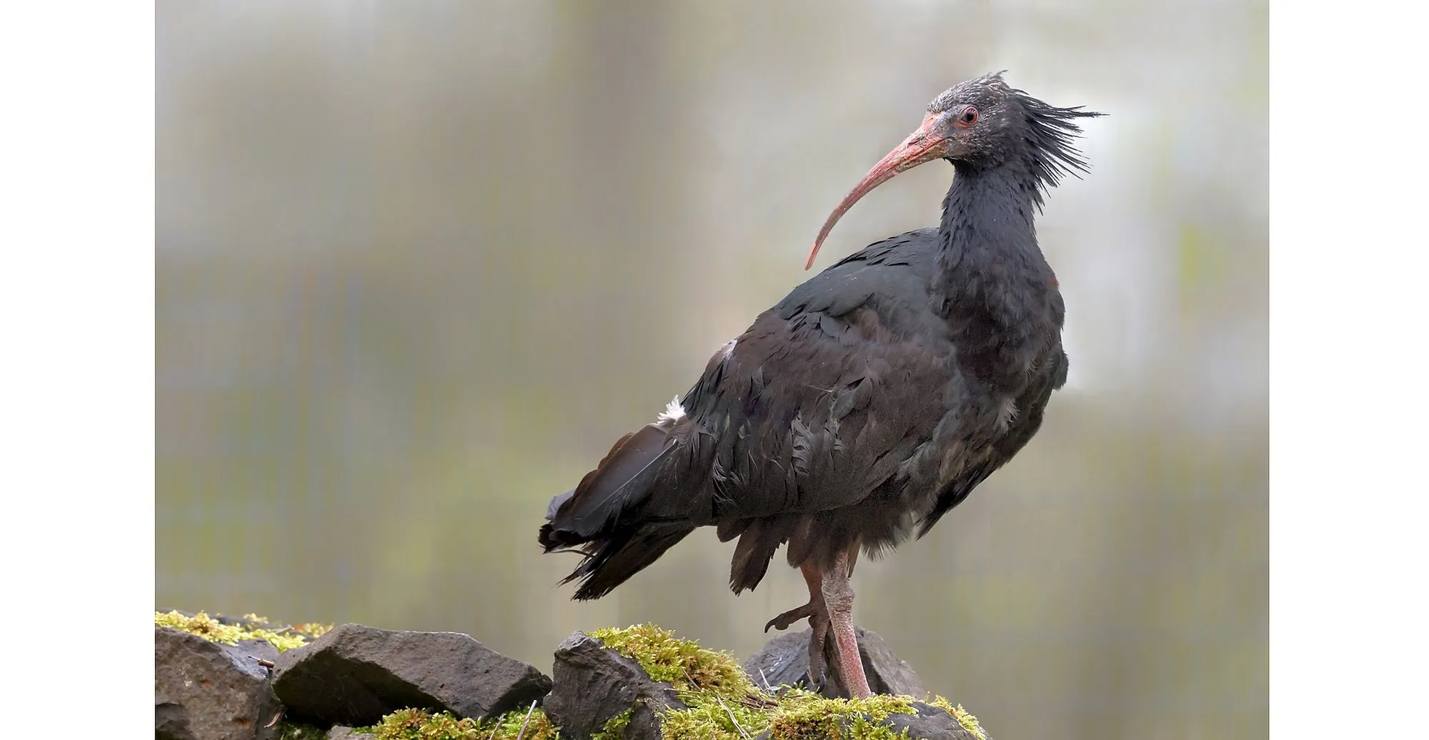 Hanau: Mit Waldrapp zieht echter „Hingucker“ in Wildpark „Alte Fasanerie“ ein