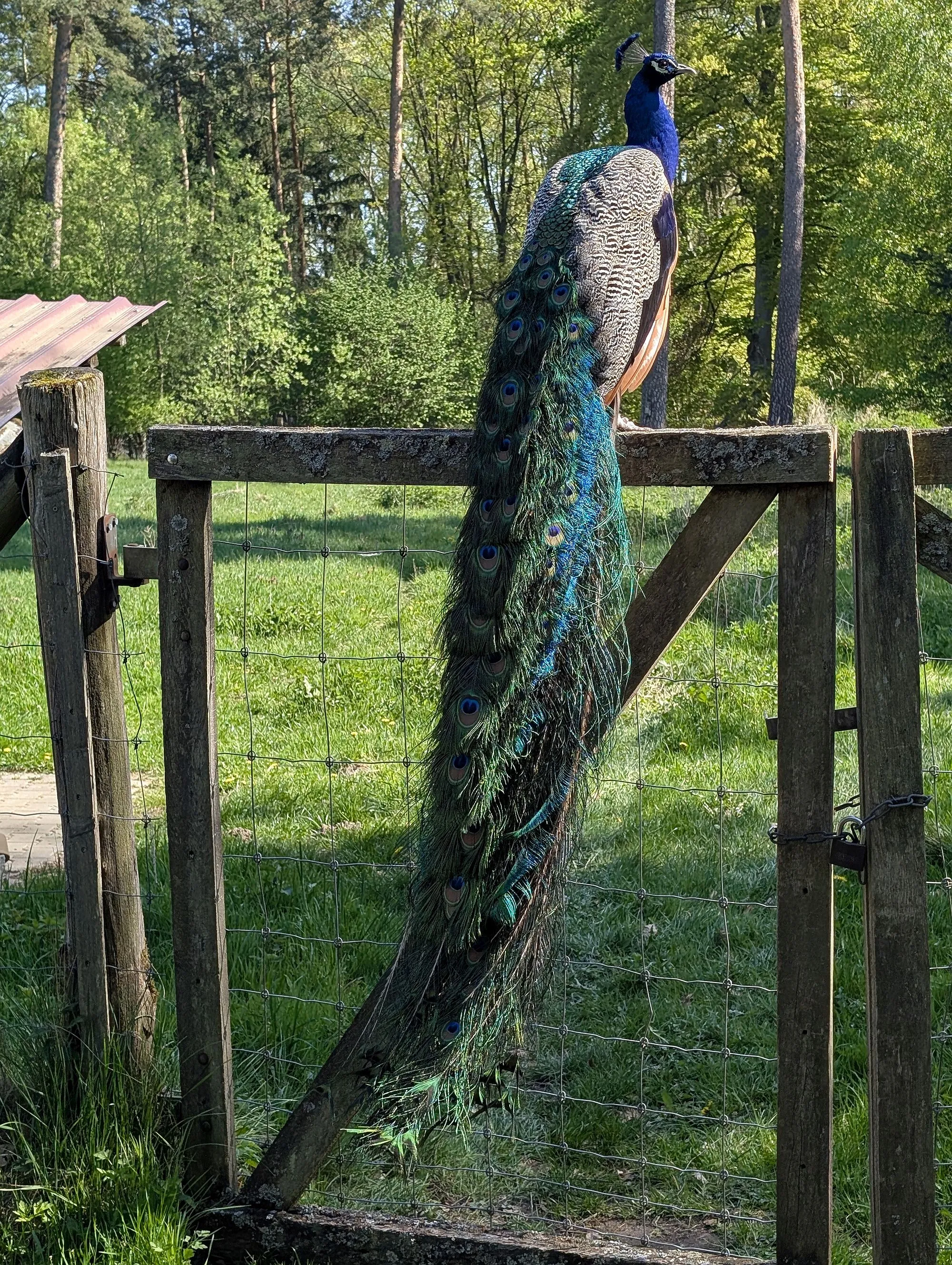 Das Eulennest erobert die Alte Fasanerie Hanau
