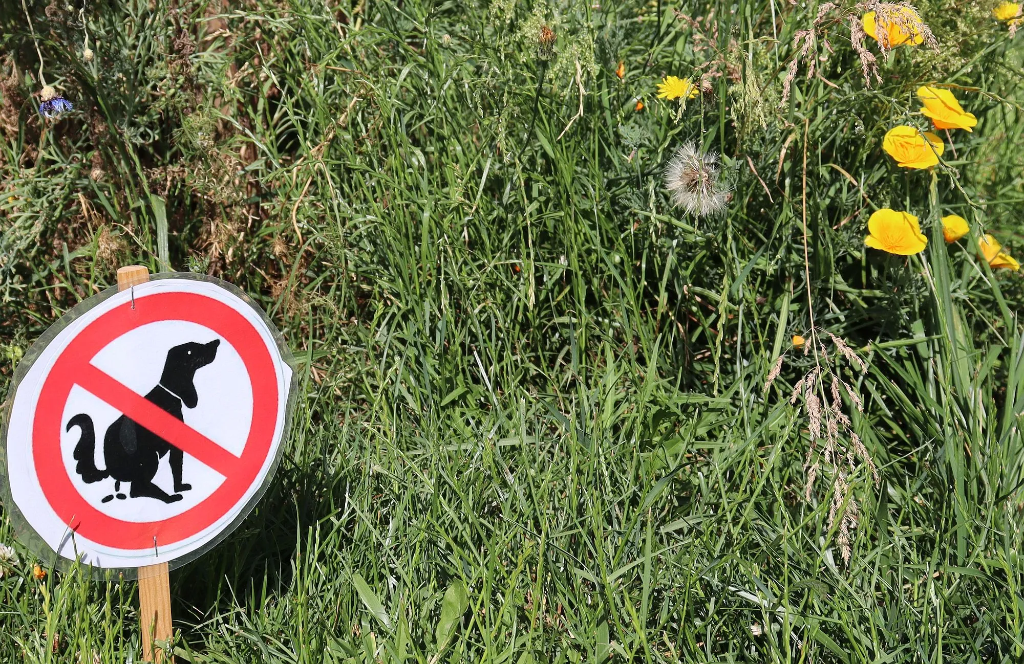 Maintal: Immer mehr Hundekot in Pflanzbeeten