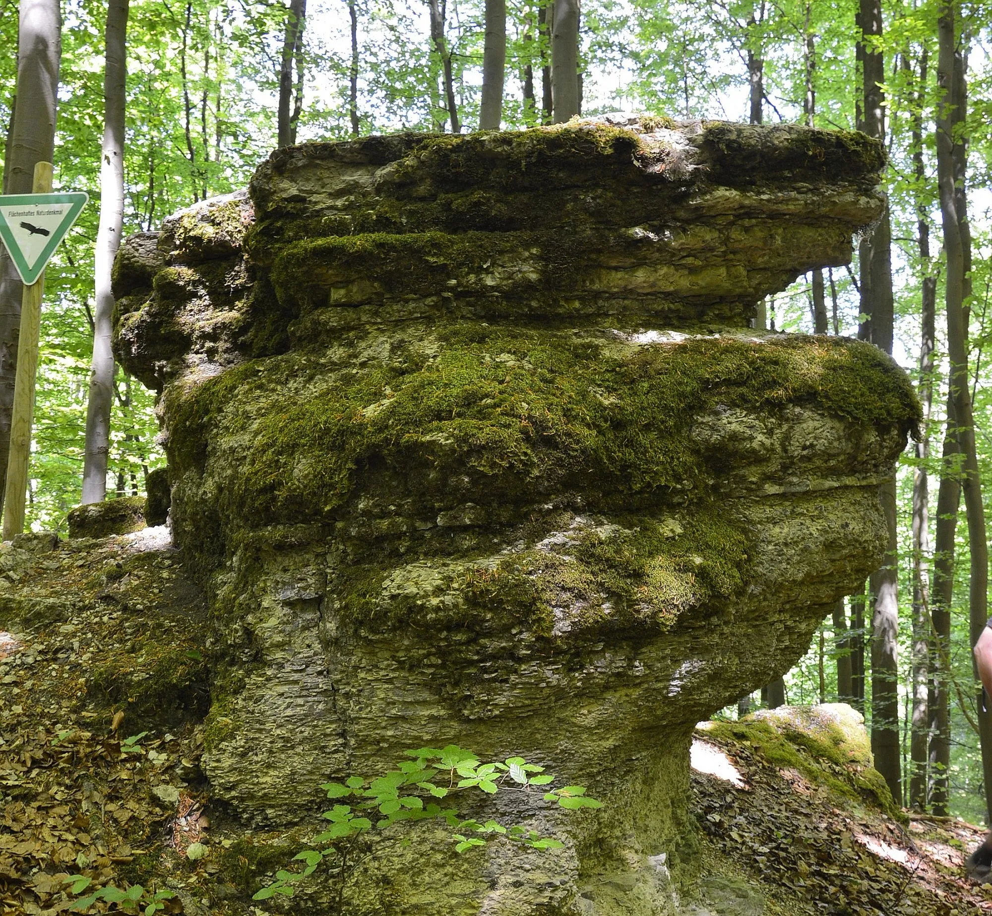Sagenhafter Spessart – Geheimnisse im Bernhardswald
