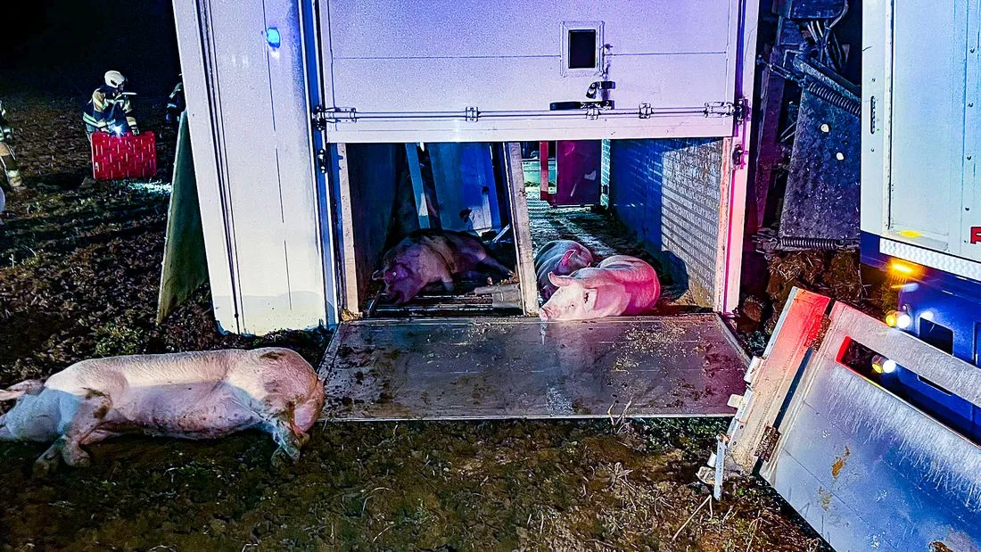 lkwschweineunfall az