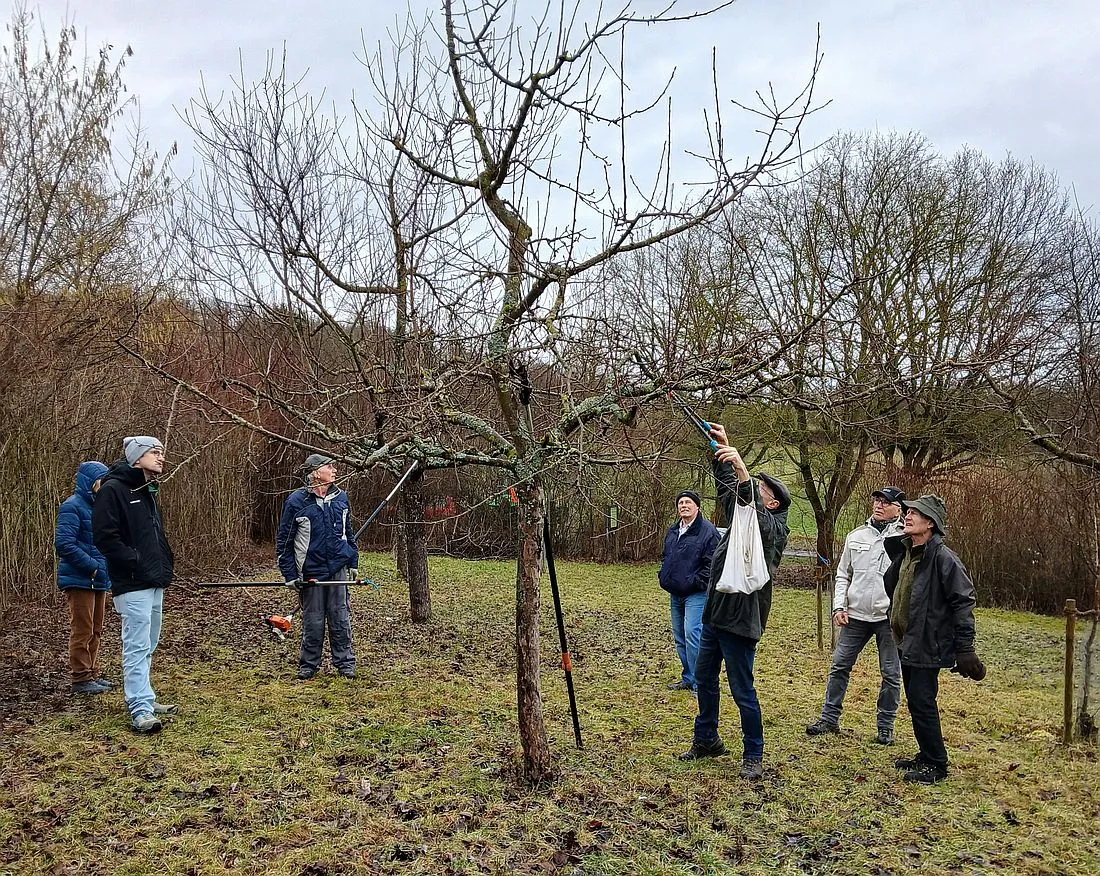 Obstbaumschnitt: OGV Eichen schult junge Baumpaten und erfahrene Helfer