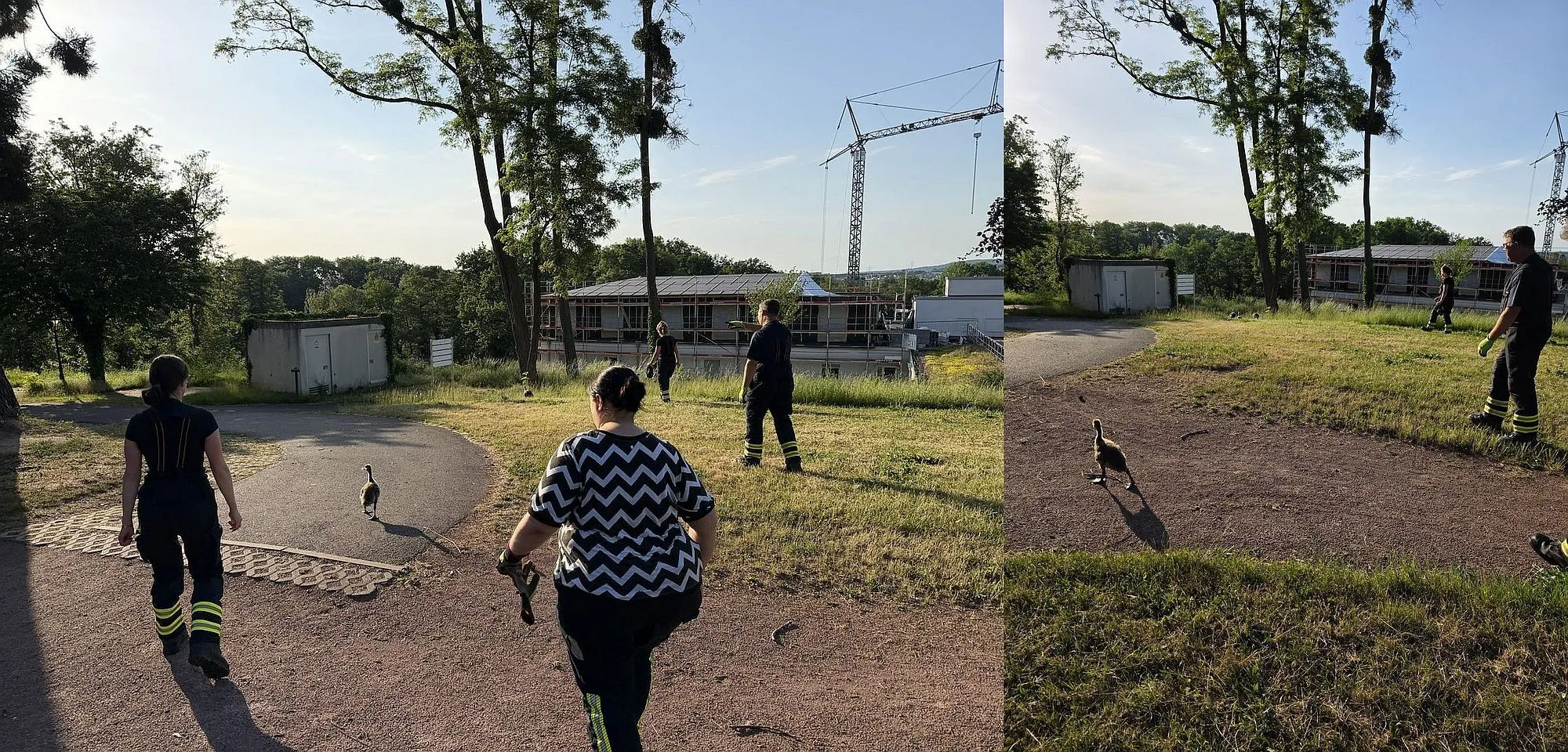 Gelnhausen: Feuerwehr rettet junge Nilgänse aus Brunnen