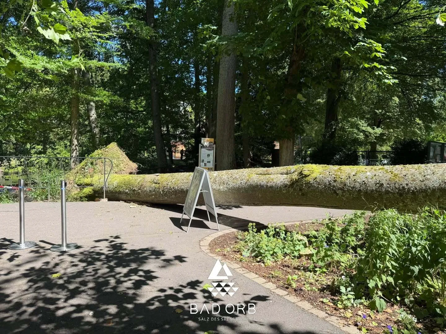 Bad Orb: Große Buche stürzt im Kurpark auf Gehweg