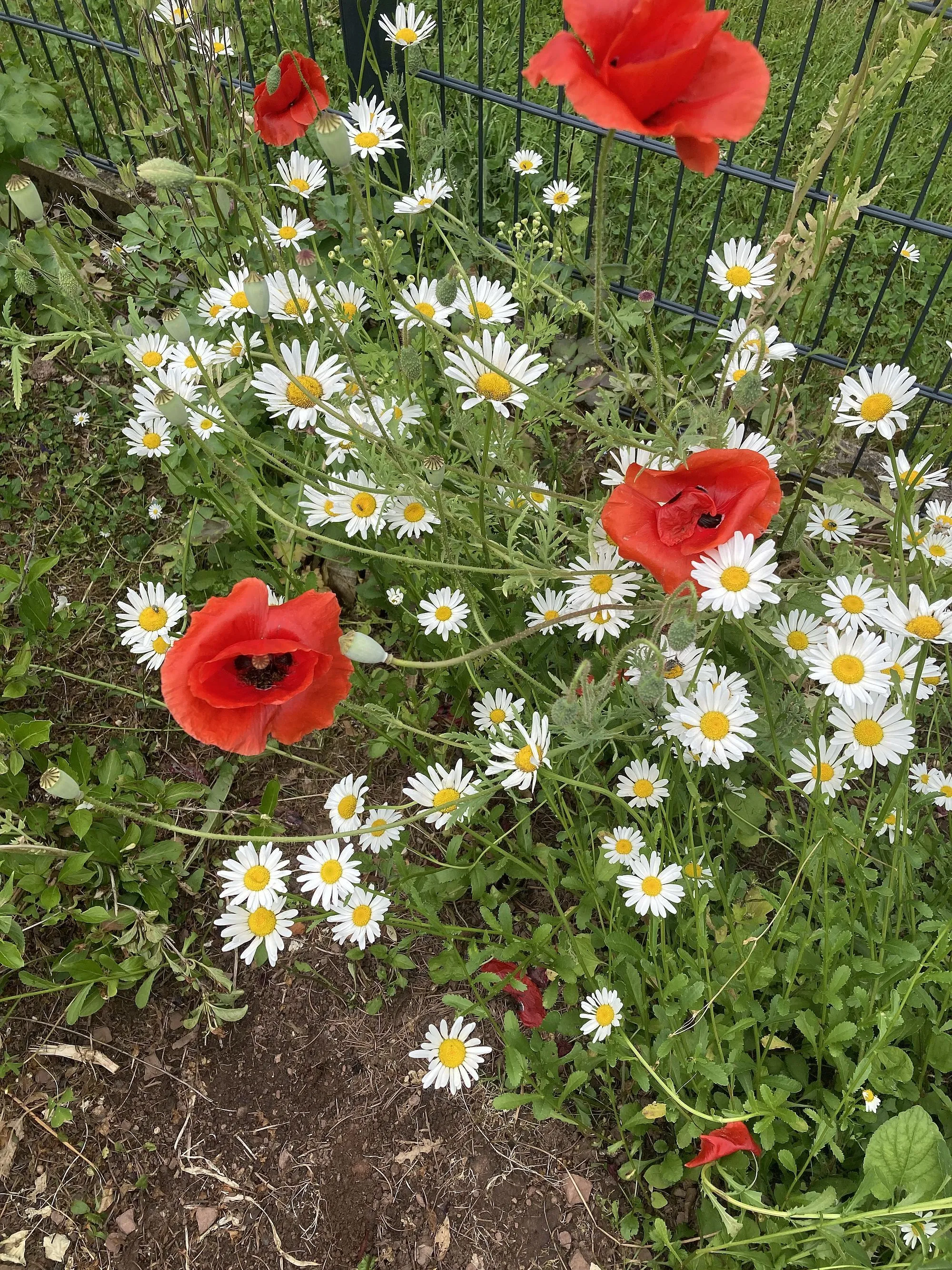 Leser-Fotos: So schön ist der Main-Kinzig-Kreis