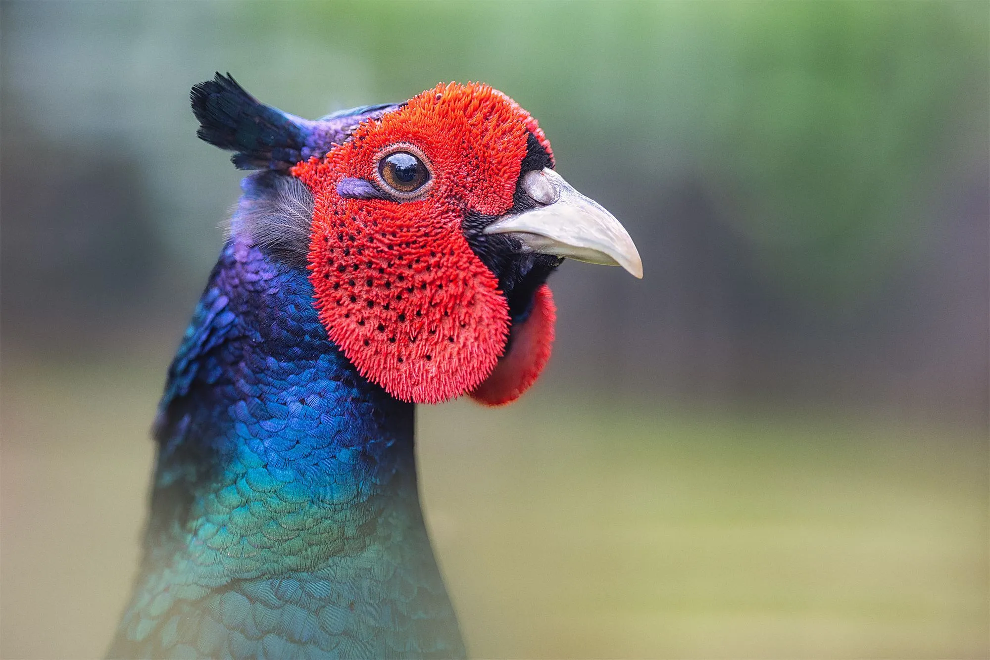 Zeitreise durch den Wildpark „Alte Fasanerie“