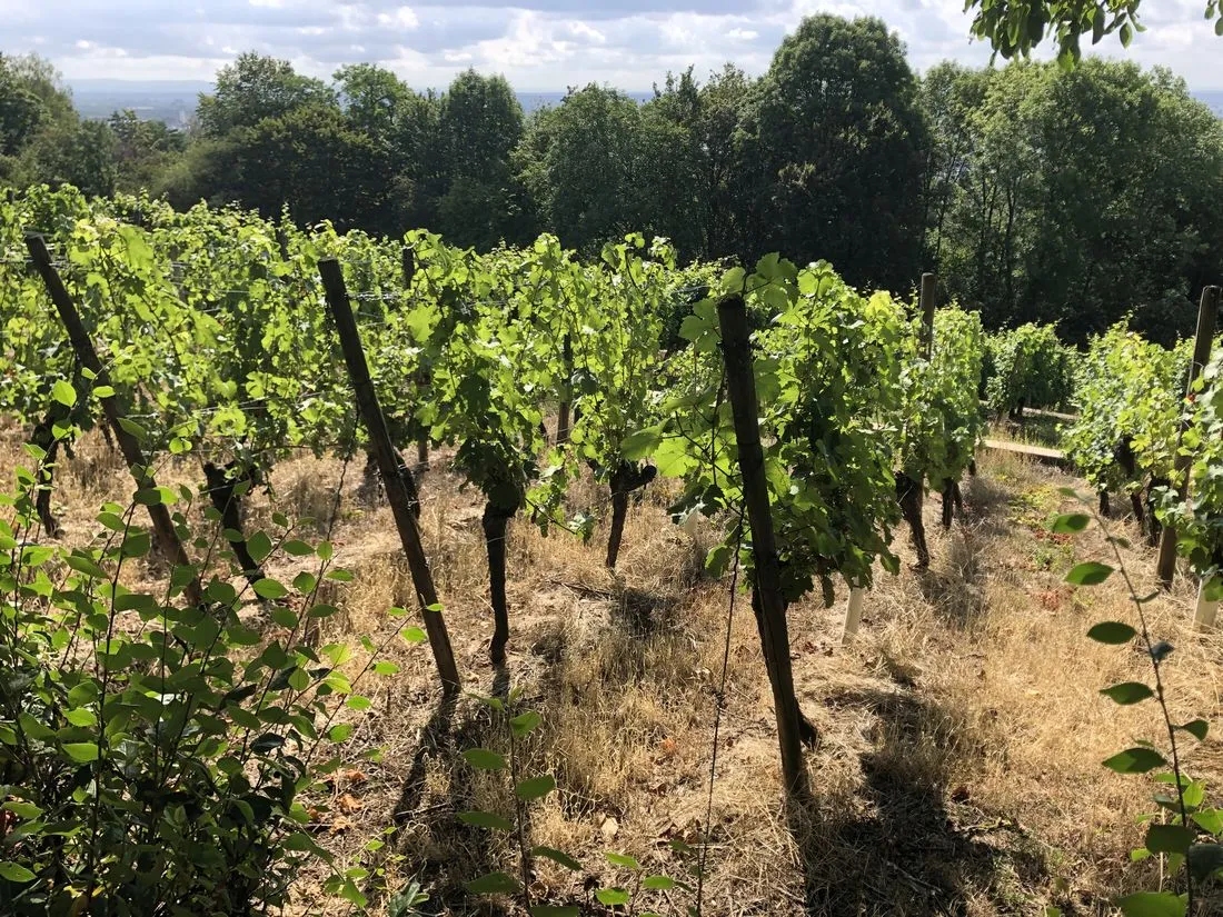 Der Weinanbau in Steinau