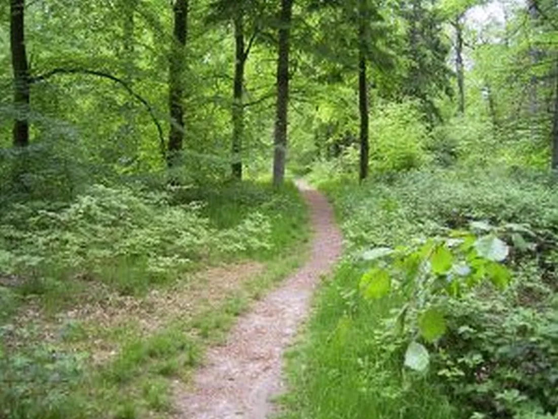 Wildkräuterführung
