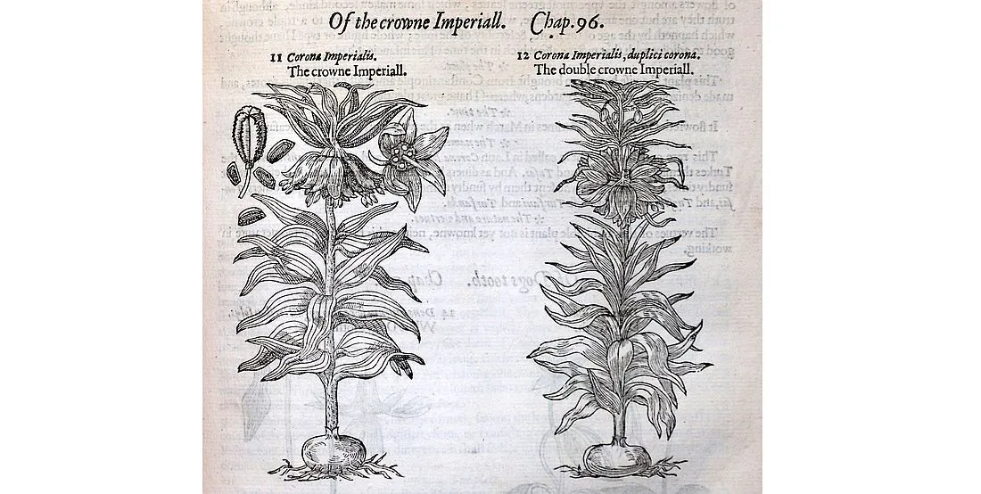 Vortrag: John Gerards "Herball" von 1597 - Ein europäisches Kräuterbuch