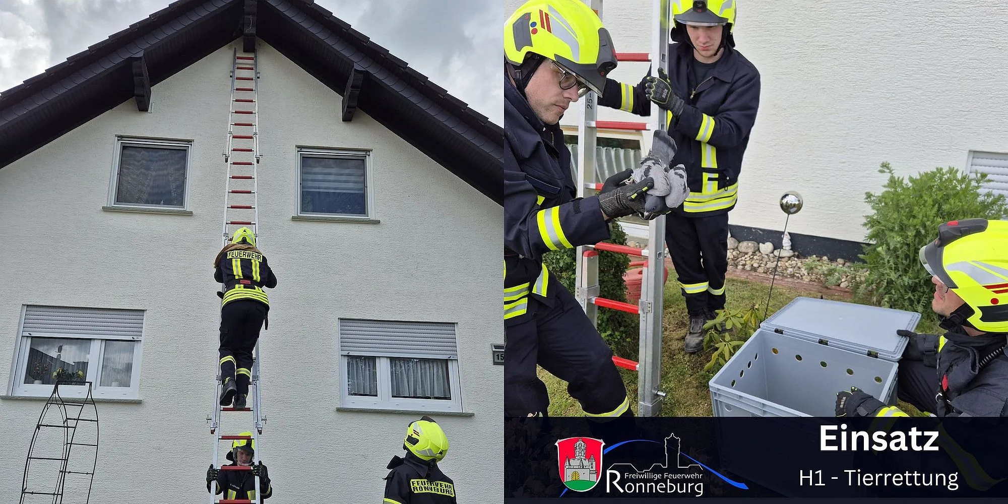 Ronnenburg: Feuerwehr rettet verletzte Taube