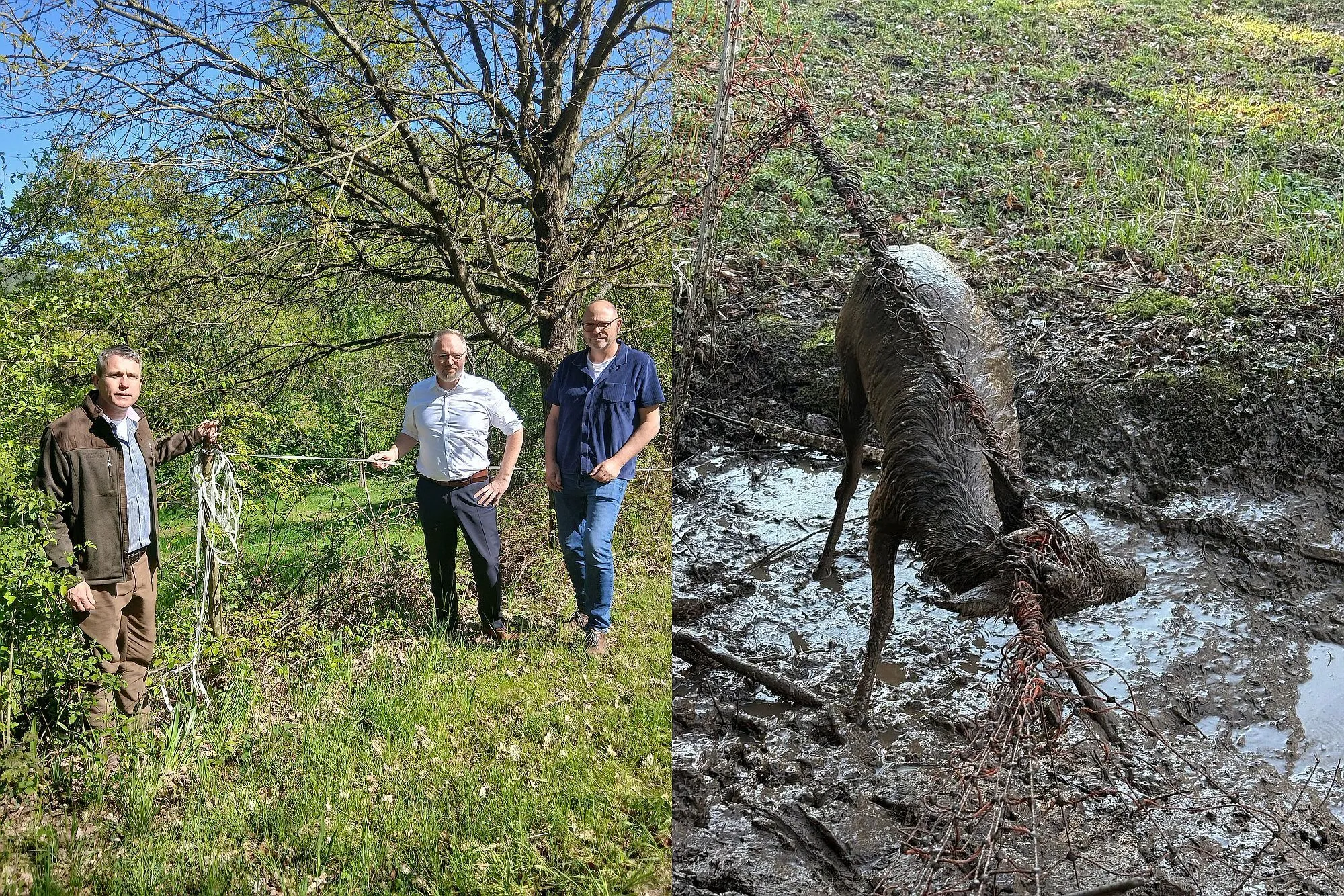 Gefahr für Wildtiere in Biebergemünd: Mehr Rücksicht bei Weidezäunen gefordert