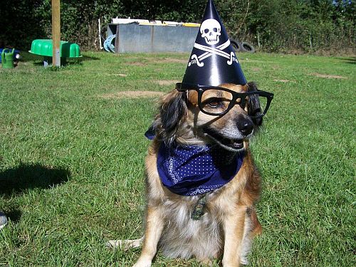 erbstadt hunderallye1