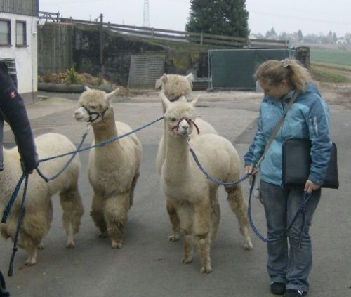tierschutz wetterau1