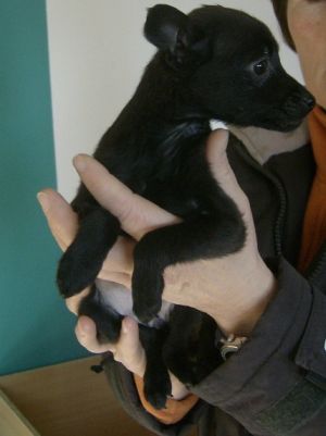 tierschutz wetterau2