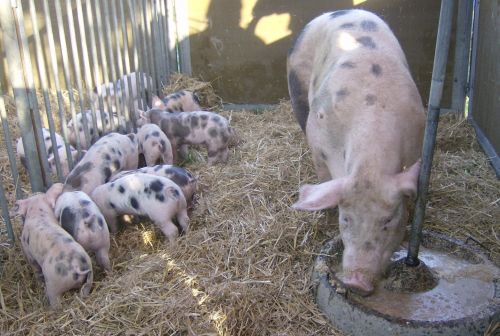 tierschutz wetterau3