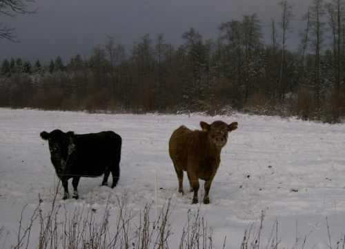 tierschutz wetterau4