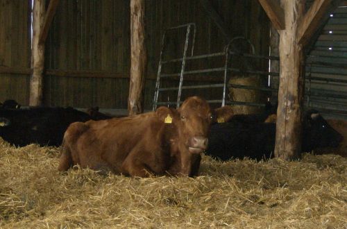 tierschutz wetterau5