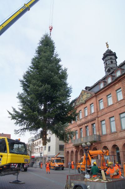 weibaume hanau2