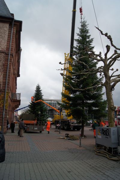 weibaume hanau4