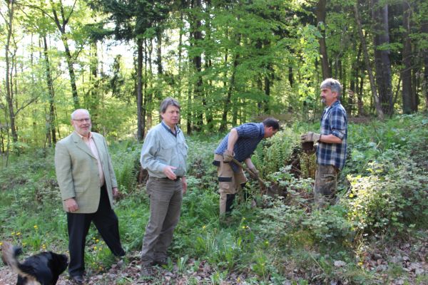 tagbaum freigericht2