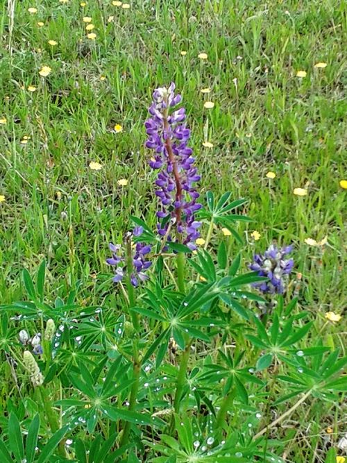 lupineseif1