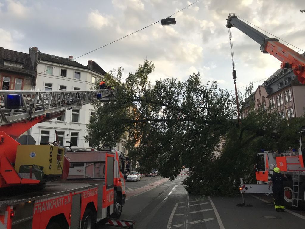oberleitungbaum.jpg