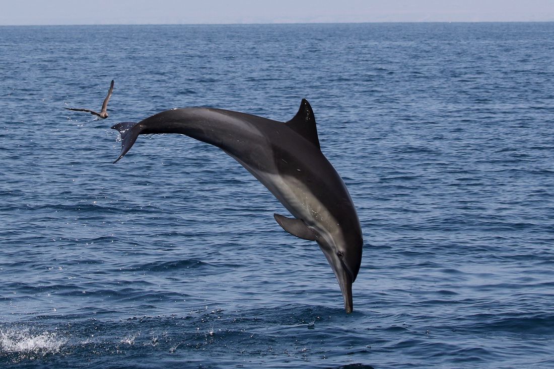 delfinmedientreff
